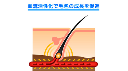 ミノキシジルの血管拡張作用により毛包の成長を促進