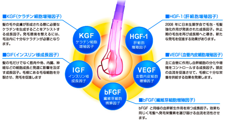 発毛を助ける5つの成長因子　KGF・IGF・ｂFGF・VEGF・HGF-1